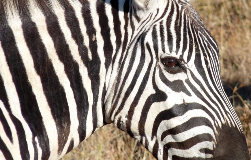 5 Days / 4 Nights Safari to Aberdare, Nakuru, and Samburu from Nairobi