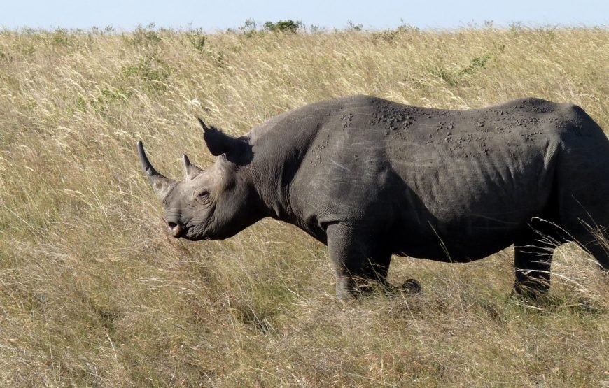 5 Days / 4 Nights Safari to Aberdare, Nakuru, and Samburu from Nairobi