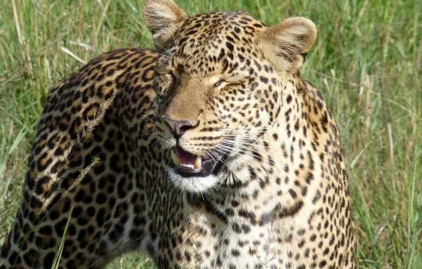 5 Days / 4 Nights Safari to Aberdare, Nakuru, and Masai Mara from Nairobi