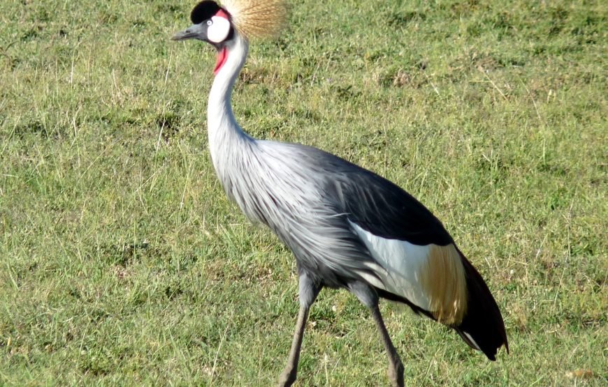 6 Days / 5 Nights Safari to Samburu, Nakuru, and Masai Mara from Nairobi