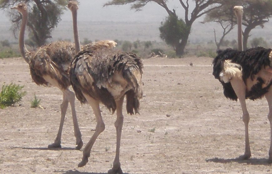6 Days / 5 Nights Safari to Tsavo East, Amboseli, Lake Naivasha, and Masai Mara from Nairobi