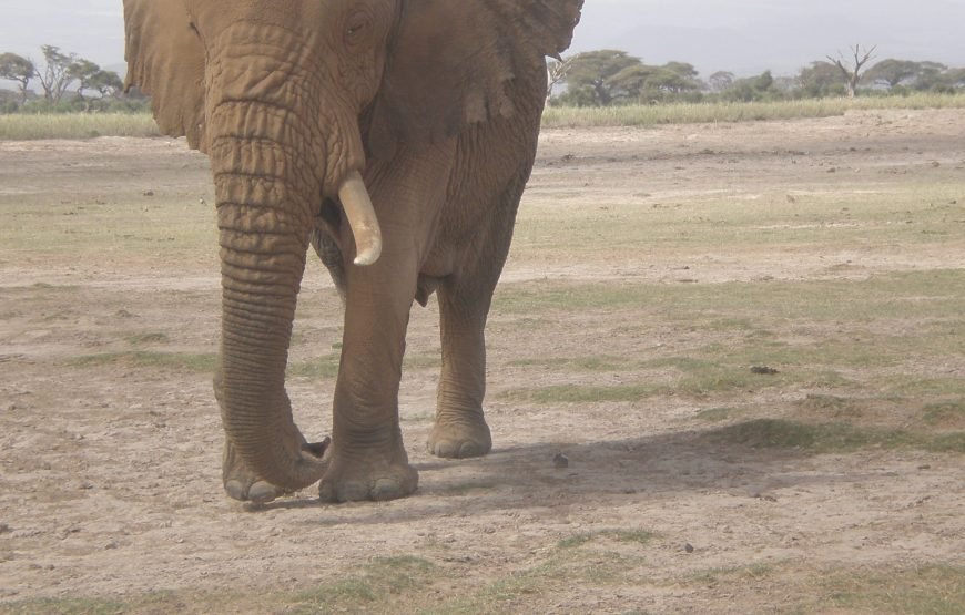 4 Days / 3 Nights Tsavo East and Amboseli Safaris from Nairobi