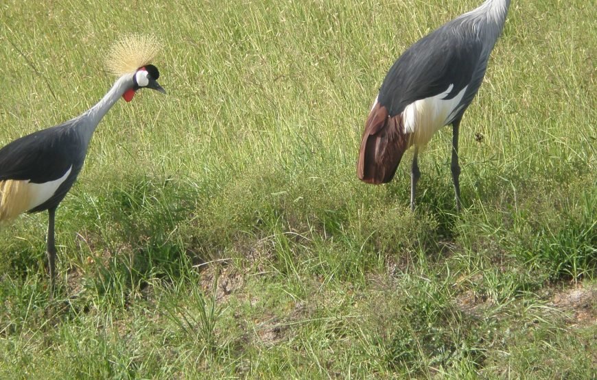 6 Days / 5 Nights Safari to Amboseli, Aberdare, Nakuru, and Masai Mara from Nairobi
