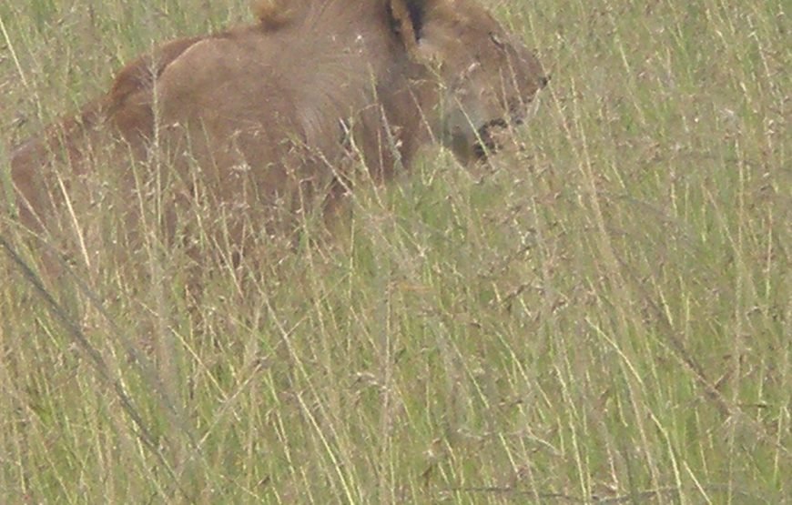 6 Days / 5 Nights Safari to Amboseli, Aberdare, Nakuru, and Masai Mara from Nairobi