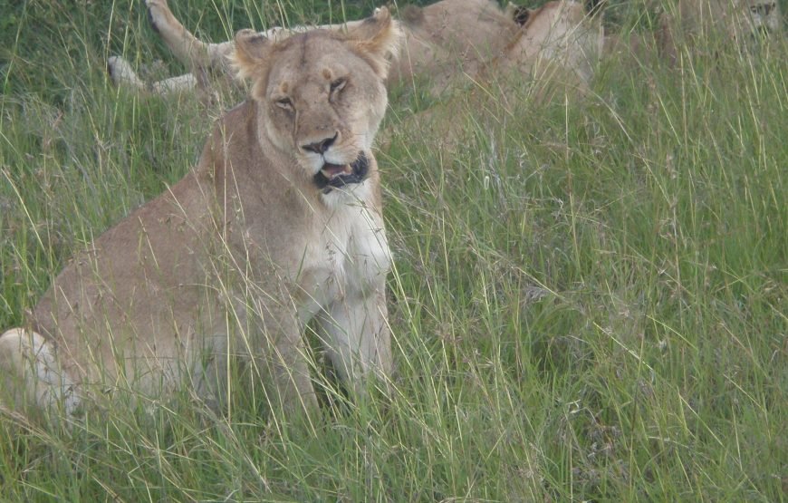6 Days / 5 Nights Safari to Amboseli, Aberdare, Nakuru, and Masai Mara from Nairobi