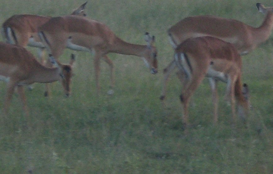 6 Days / 5 Nights Safari to Amboseli, Aberdare, Nakuru, and Masai Mara from Nairobi