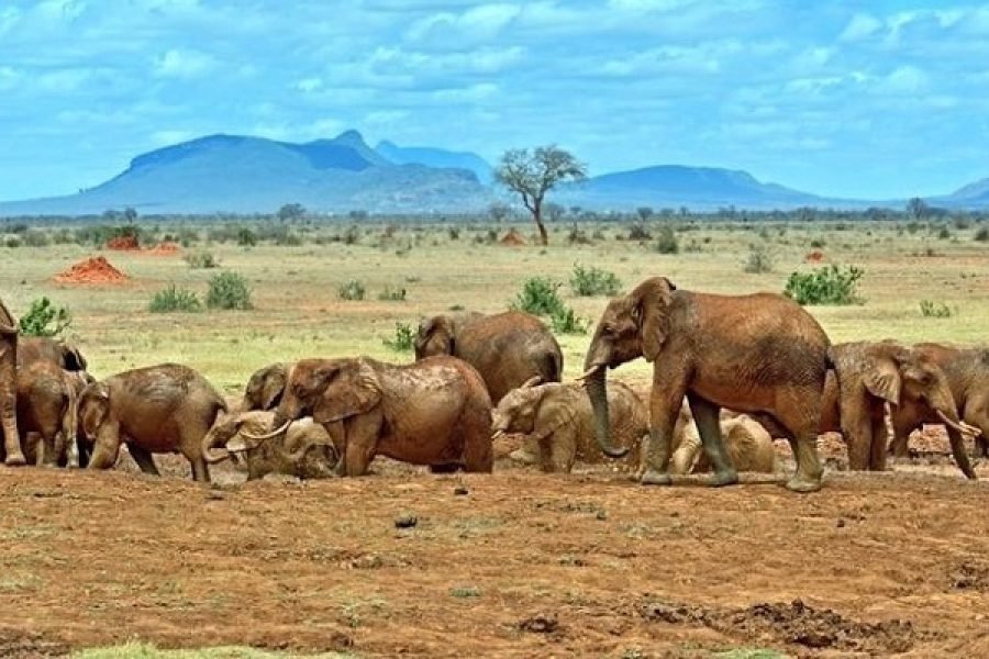 4 Days / 3 Nights Safari in Samburu Reserve from Nairobi
