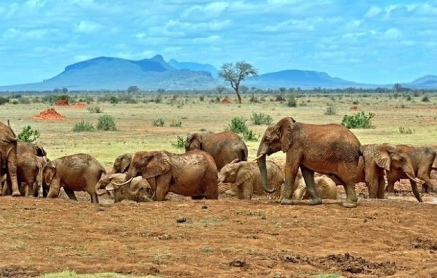 3 Days / 2 Nights Tsavo West Safari from Nairobi