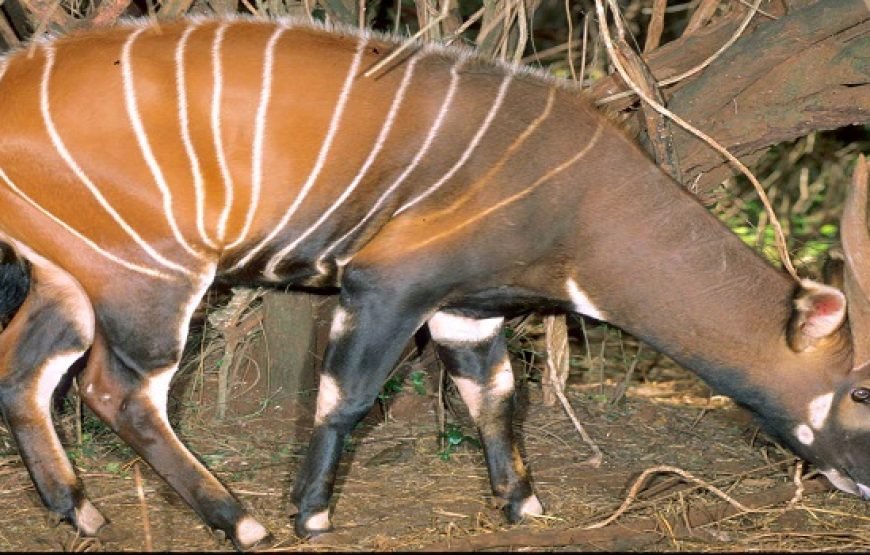 4 Days / 3 Nights Aberdare &  Samburu  Safari from Nairobi