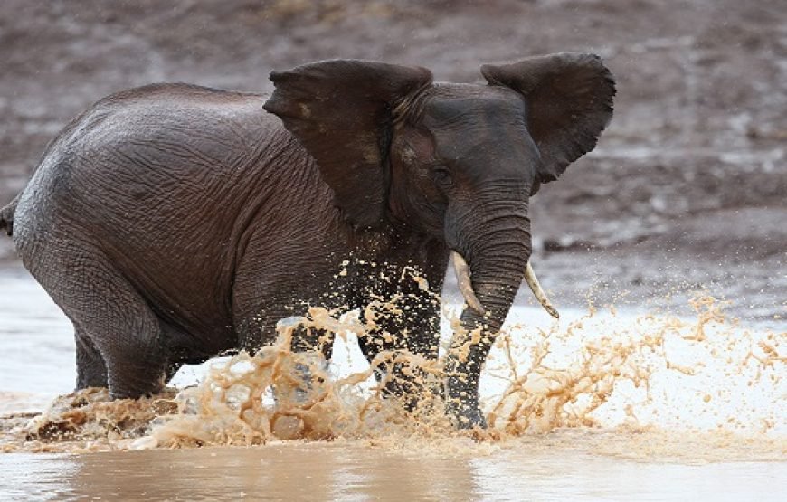 4 Days / 3 Nights Aberdare &  Samburu  Safari from Nairobi