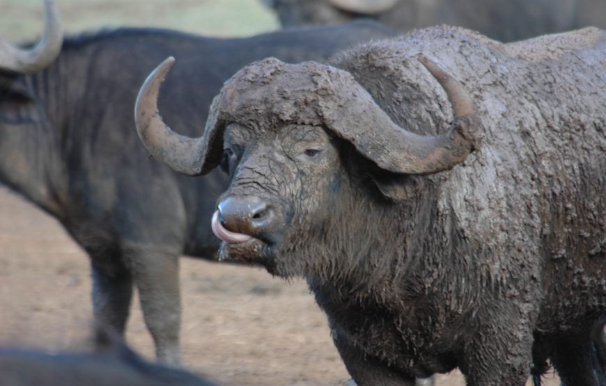 6 Days / 5 Nights Safari to Samburu, Nakuru, and Masai Mara from Nairobi