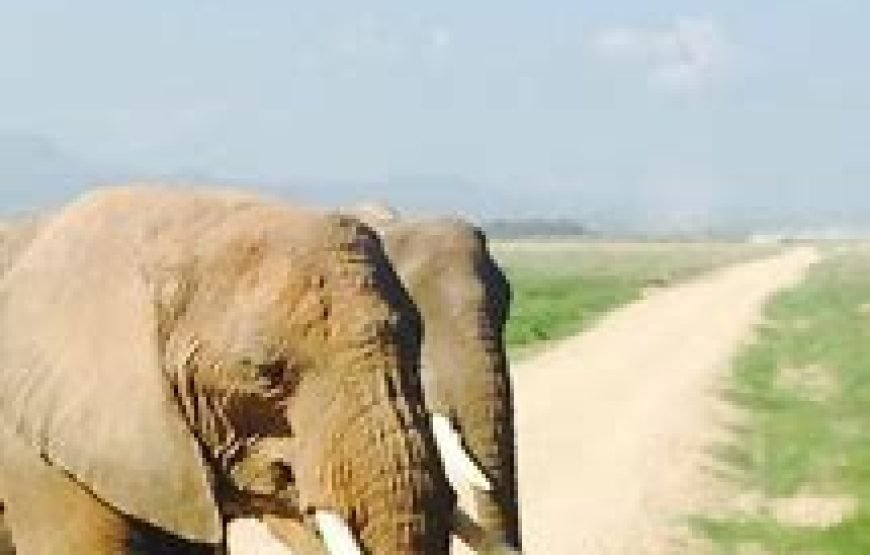 1 Night Tour to Amboseli National Park from Nairobi