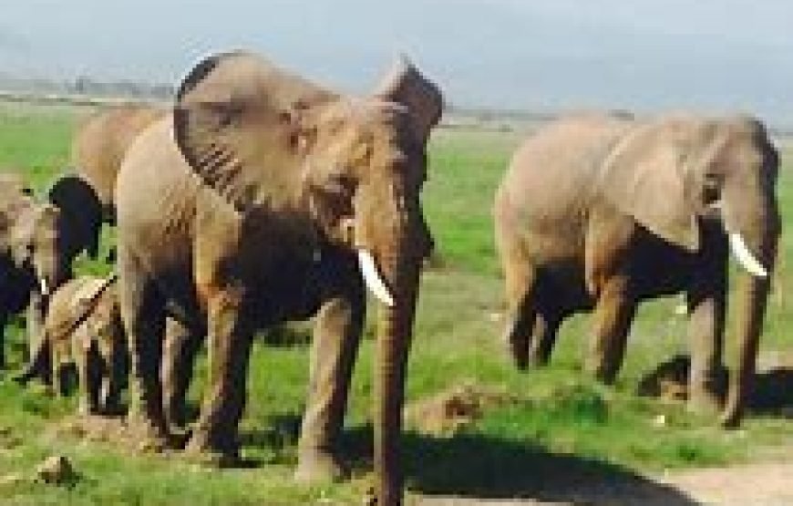 1 Night Tour to Amboseli National Park from Nairobi