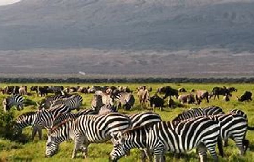 1 Night Tour to Amboseli National Park from Nairobi