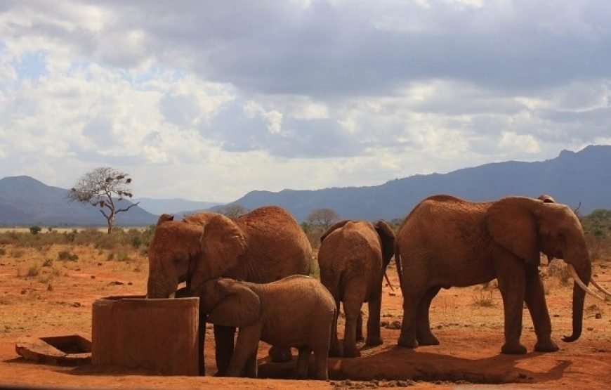 3 Days / 2 Nights Tsavo East Safari from Nairobi