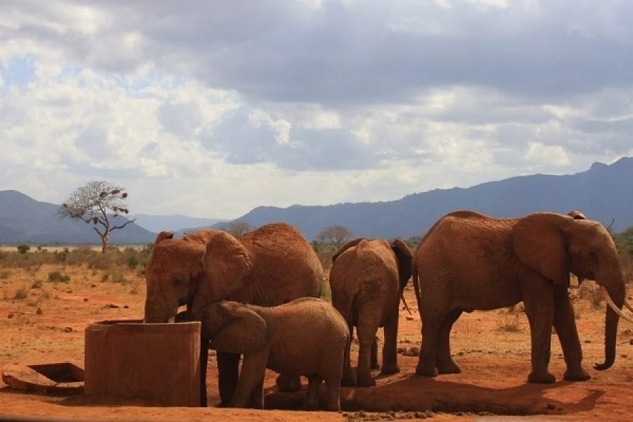 3 Days / 2 Nights Tsavo East Safari from Nairobi