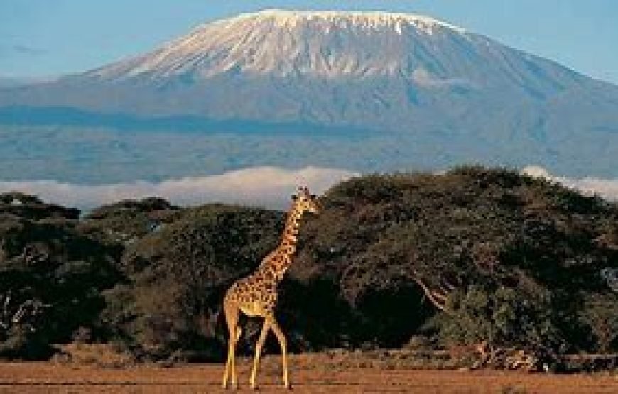 7 Days / 6 Nights Mt Kilimanjaro Wildlife Safari