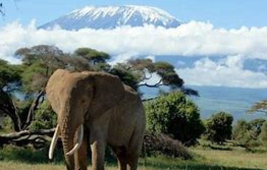 7 Days / 6 Nights Mt Kilimanjaro Wildlife Safari