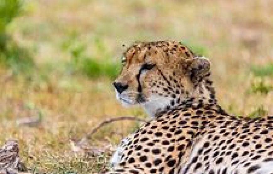6 Days / 5 Nights Safari to Samburu, Nakuru, and Masai Mara from Nairobi