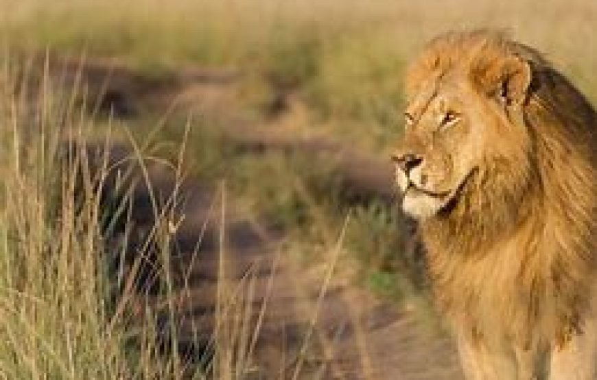 6 Days / 5 Nights Safari to Samburu, Nakuru, and Masai Mara from Nairobi