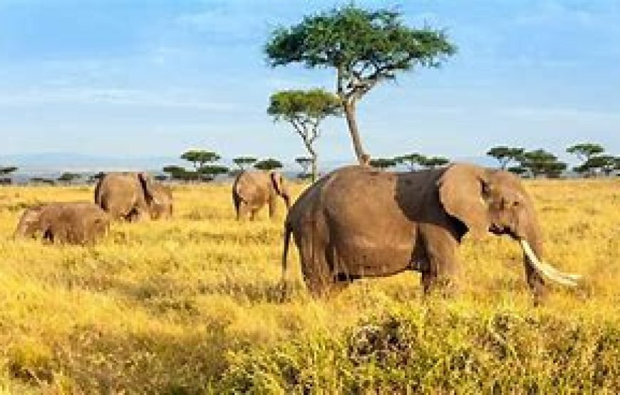 6 Days / 5 Nights Safari to Samburu, Nakuru, and Masai Mara from Nairobi