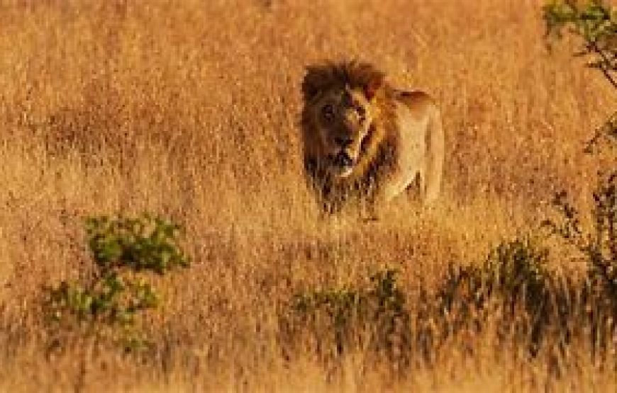 1 Night Safari to Ol Pejeta Conservancy