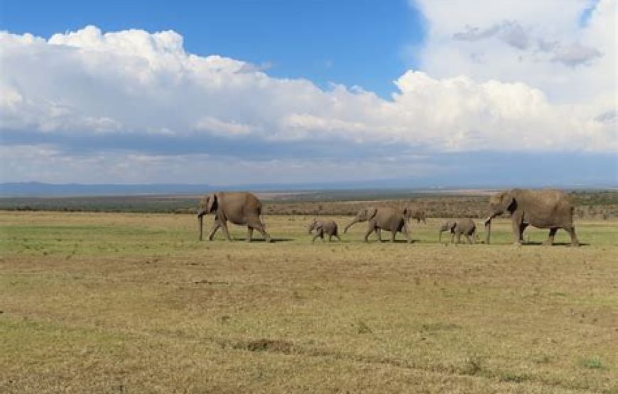 1 Night Safari to Ol Pejeta Conservancy