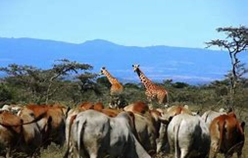 1 Night Safari to Ol Pejeta Conservancy