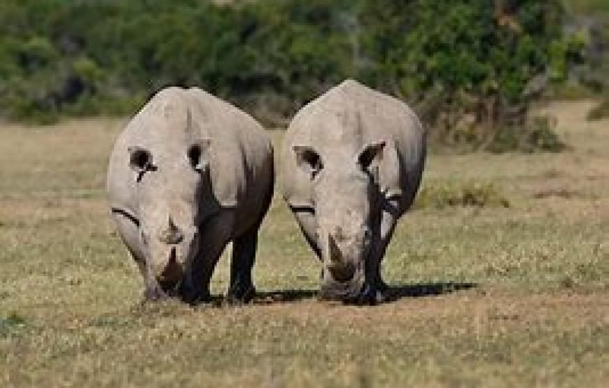 1 Night Safari to Ol Pejeta Conservancy