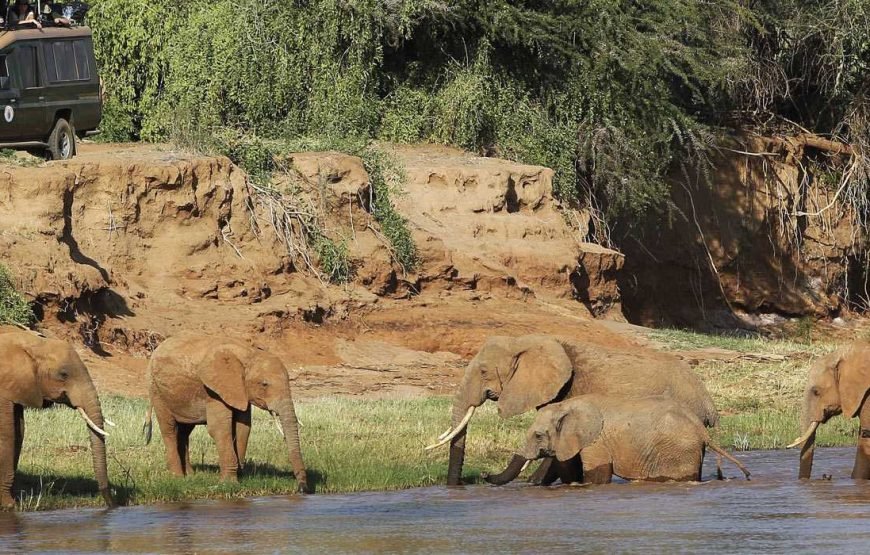 4 Days / 3 Nights Aberdare &  Samburu  Safari from Nairobi