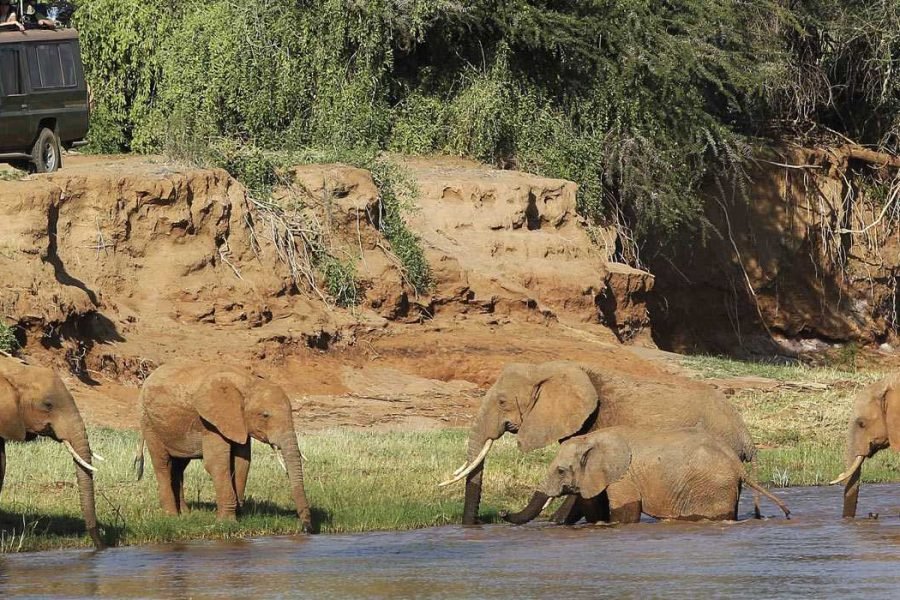 4 Days / 3 Nights Safari in Ol Pejeta and Samburu from Nairobi