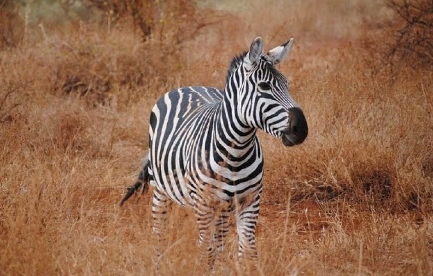 3 Days / 2 Nights Tsavo West Safari from Nairobi