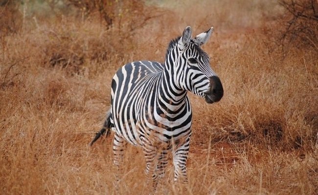 Day 2: Full Day in Tsavo East