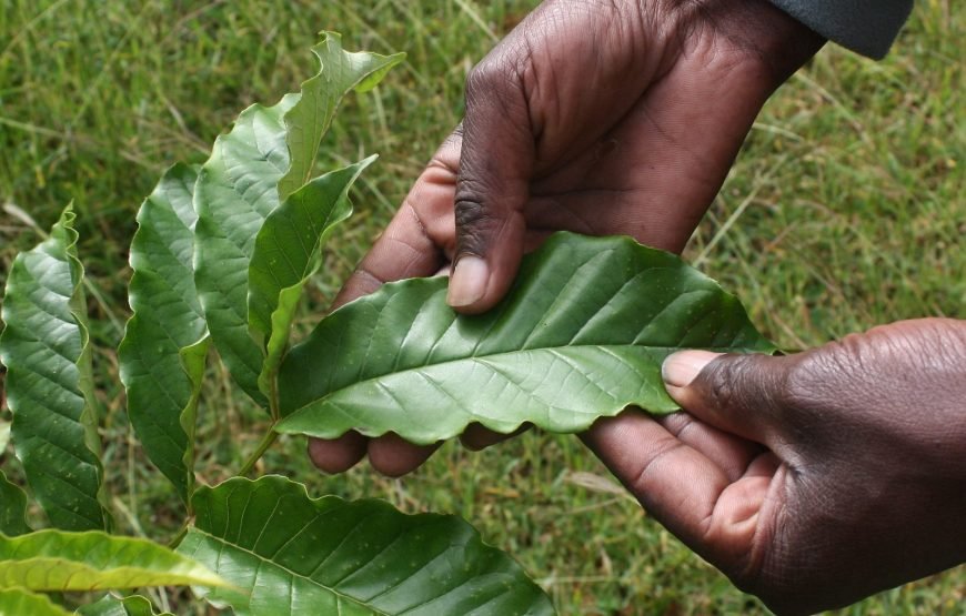 Volunteer in Environment Conservation, Likoni,South Coast – Starting 1 Month