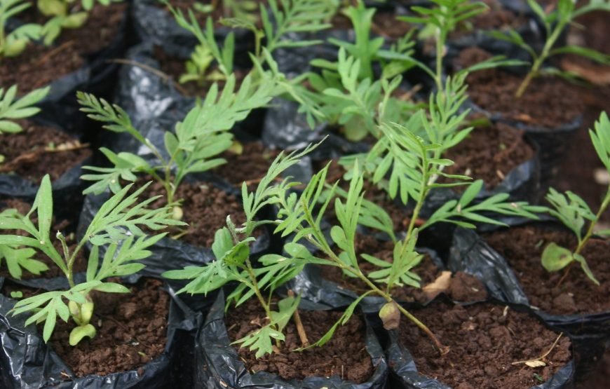 Volunteer in Environment Conservation, Likoni,South Coast – Starting 1 Month