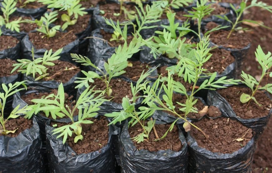 Volunteer in Environment Conservation, Likoni,South Coast – Starting 1 Month