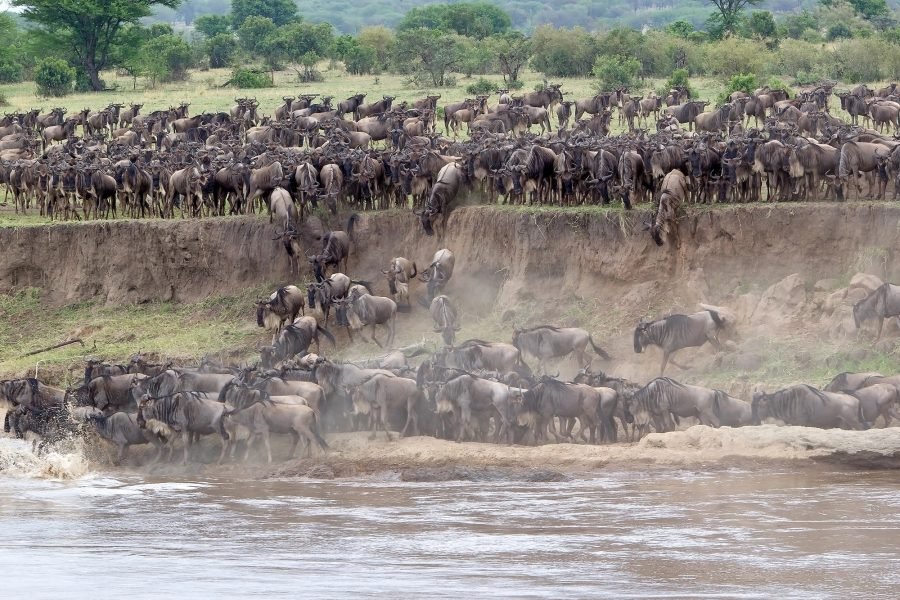 8 Days / 7 Nights Wildebeest Migration Safari