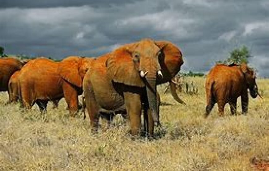 3 Days / 2 Nights Flying Safari to Tsavo West from Mombasa