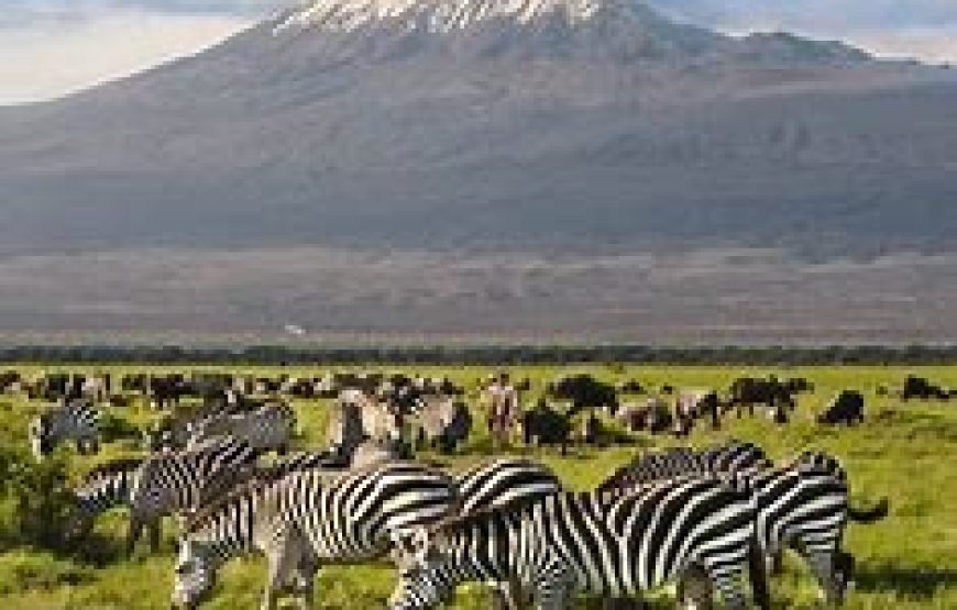4 Days Safari from Mombasa to Tsavo East, Tsavo West and Amboseli ending in Nairobi