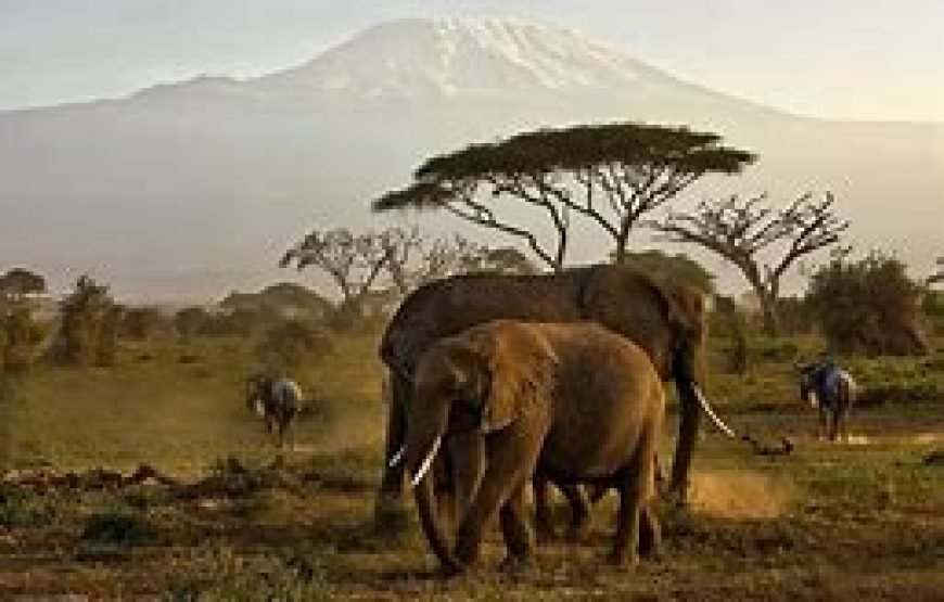 4 Days Safari from Mombasa to Tsavo West, Amboseli and Taita Hills
