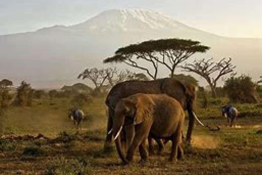 4 Days Safari from Mombasa to Tsavo East, Tsavo West and Amboseli ending in Nairobi