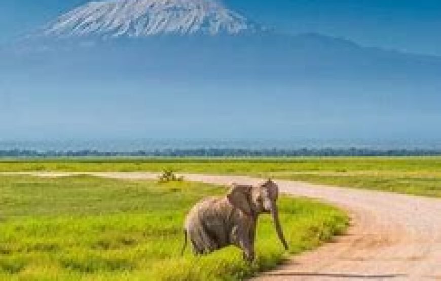 4 Days Safari from Mombasa to Tsavo West, Amboseli and Taita Hills