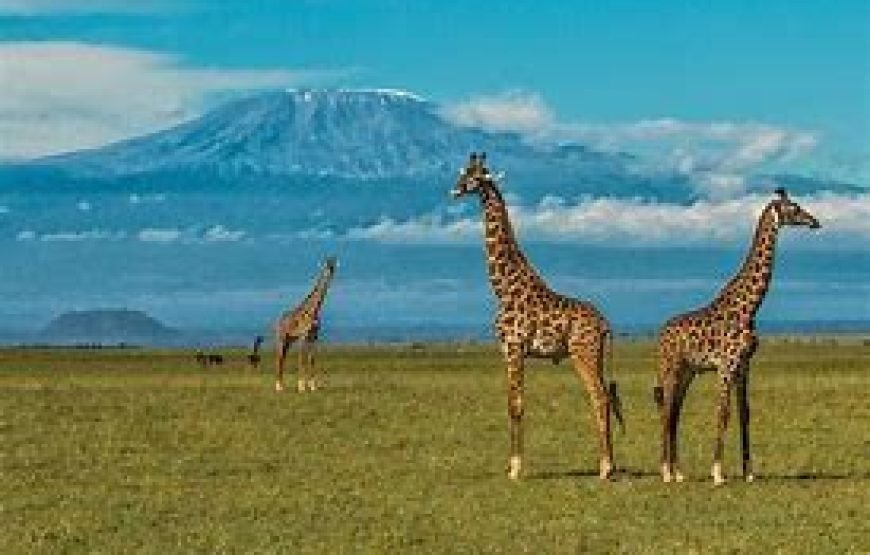4 Days Safari from Mombasa to Tsavo East, Tsavo West and Amboseli ending in Nairobi