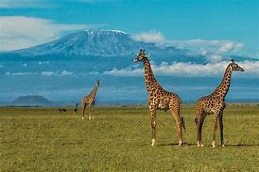 Day Safari from Mombasa to Tsavo East and Amboseli, ending in Nairobi