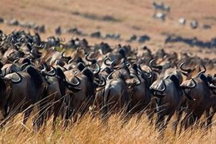 4 Days / 3 Nights Maasai Mara Safari from Nairobi