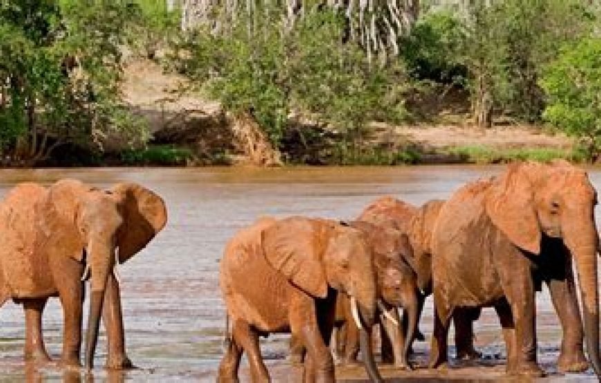 3 Days / 2 Nights Flying Safari to Tsavo East from Mombasa