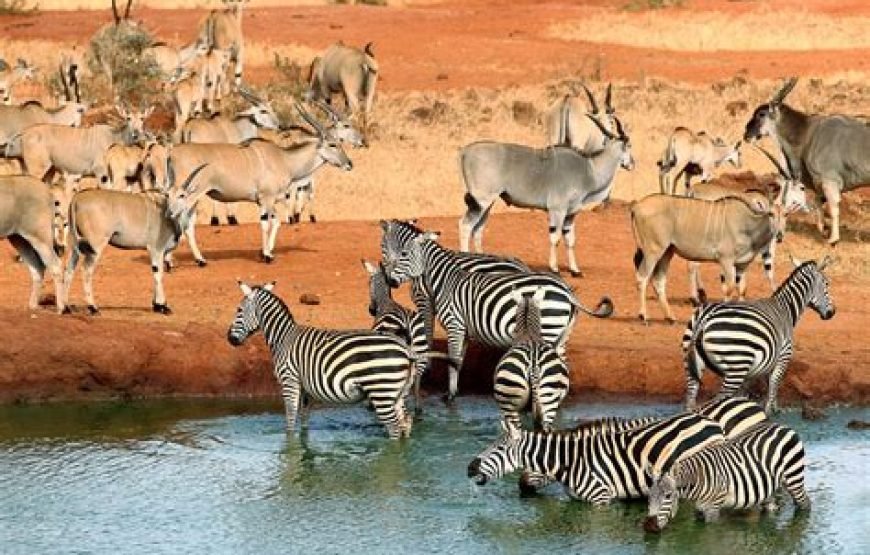 3 Days / 2 Nights Flying Safari to Tsavo East from Mombasa