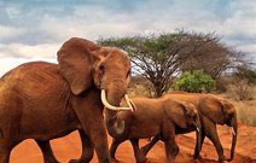 3 Days / 2 Nights Flying Safari to Tsavo East from Mombasa