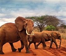 Day 3: Travel to Tsavo Ecosystem