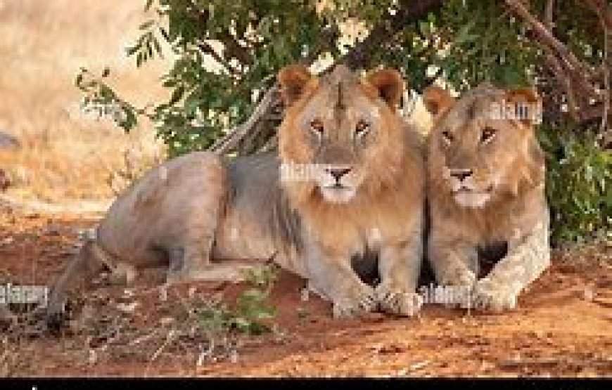 3 Days / 2 Nights Flying Safari to Tsavo East from Mombasa